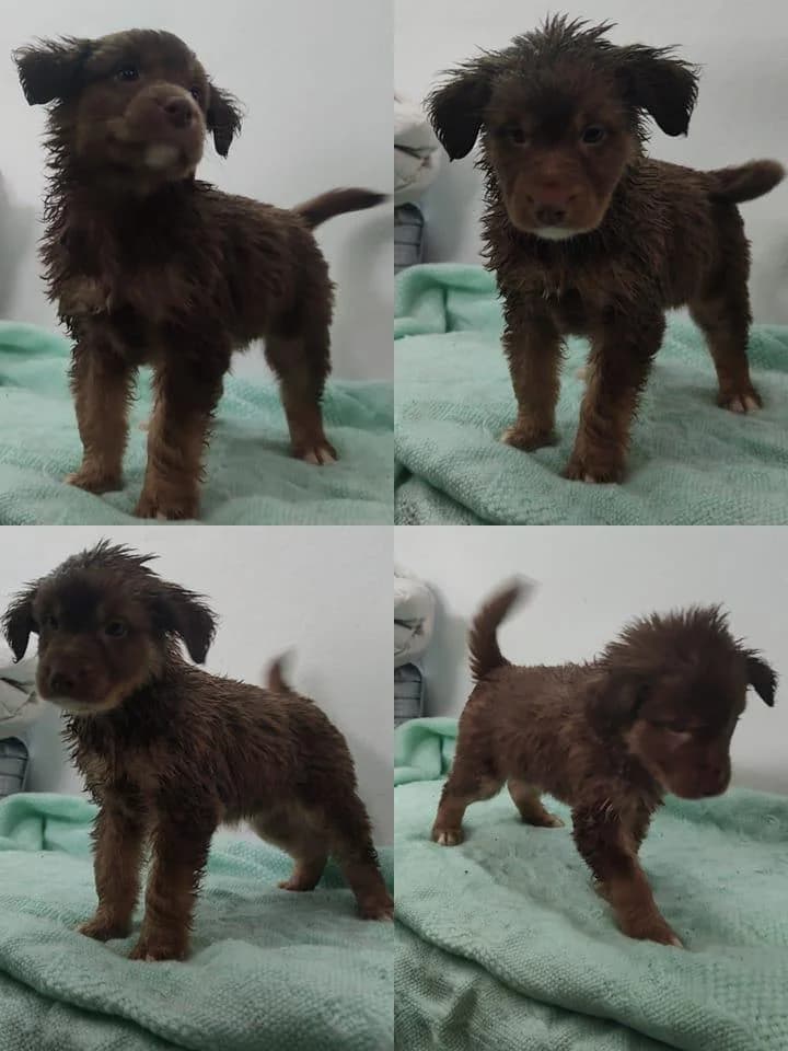 Abacate, male Mixed Breed for adoption at Quatro Patas e Focinhos