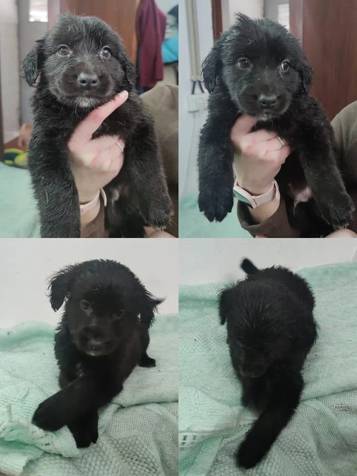 Cereja, female Mixed Breed for adoption at Quatro Patas e Focinhos
