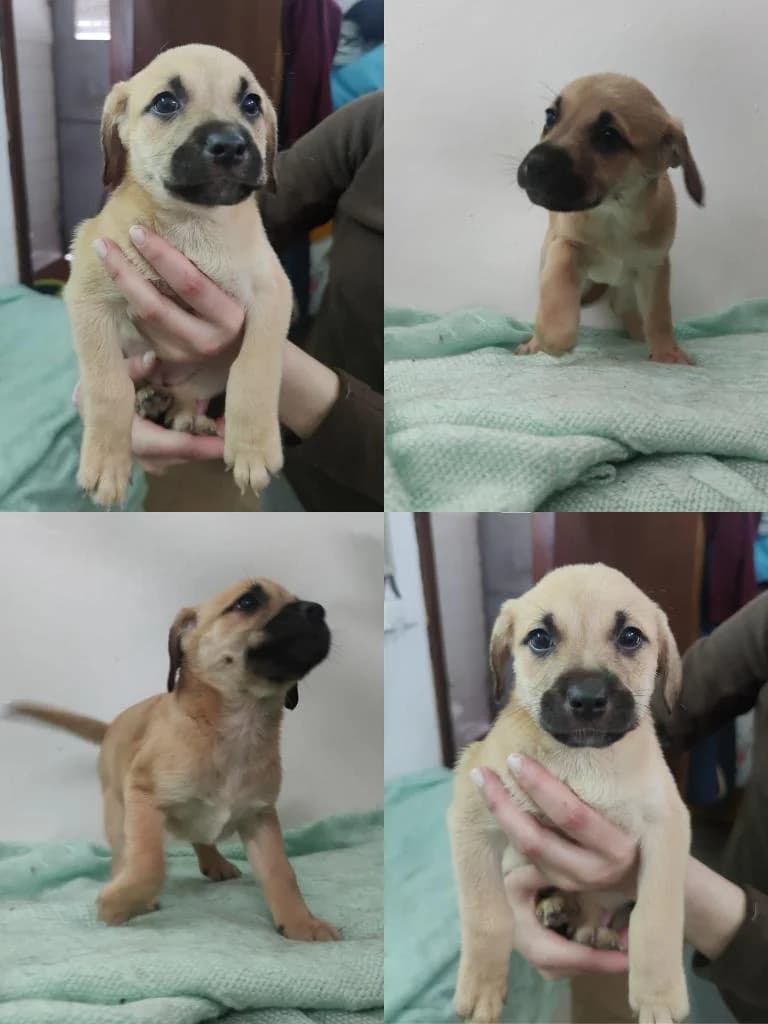 Banana, female Mixed Breed for adoption at Quatro Patas e Focinhos
