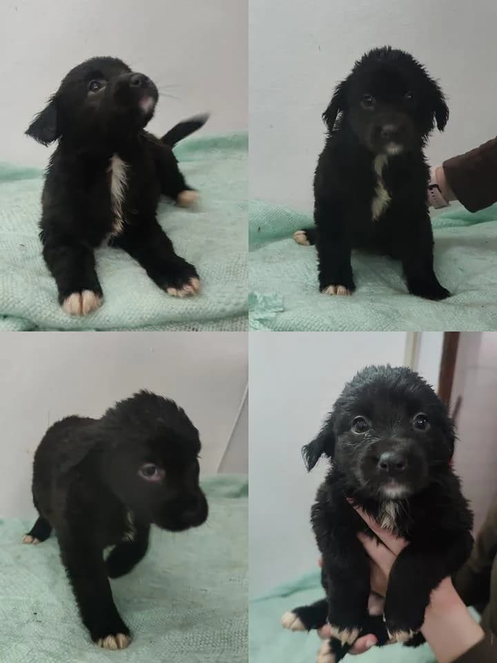 Papaia, female Mixed Breed for adoption at Quatro Patas e Focinhos