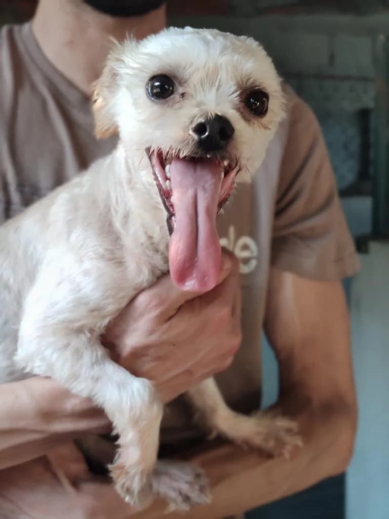 Fanny, Mixed Breed for adoption at Quatro Patas e Focinhos