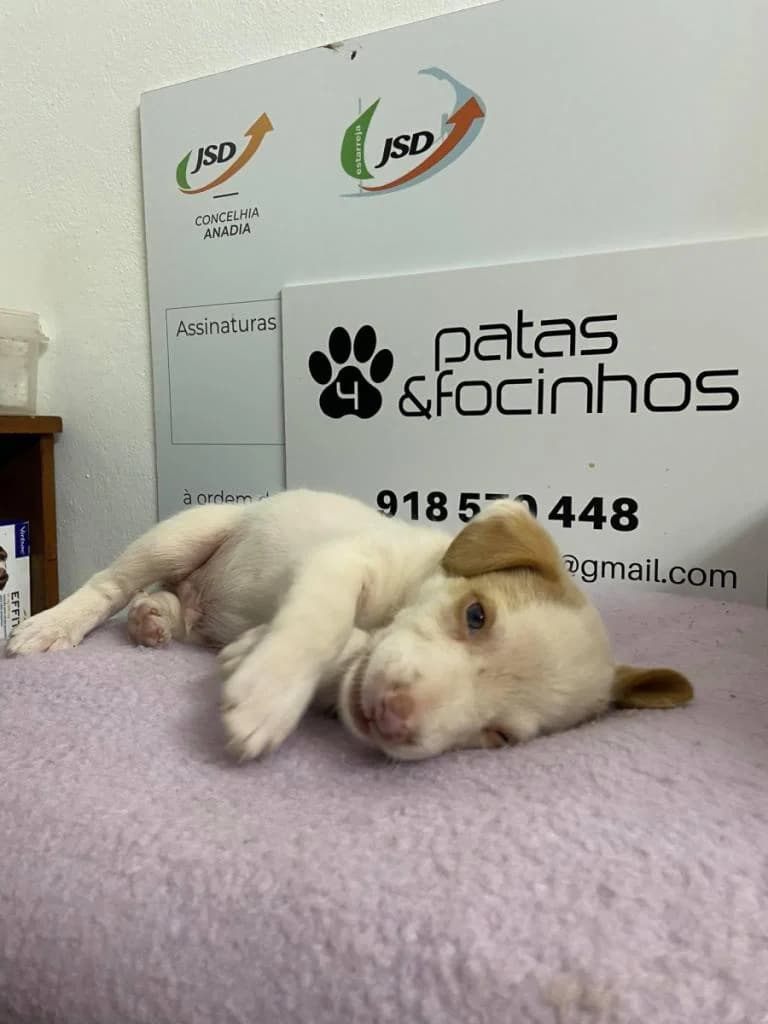 Jolie, male Mixed Breed for adoption at Quatro Patas e Focinhos