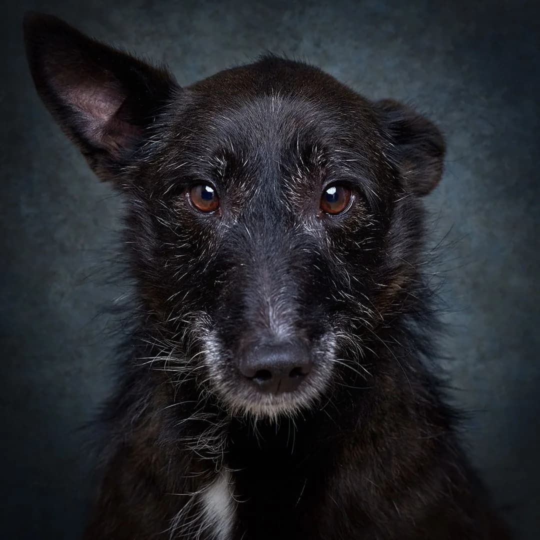 Paquito, Mixed Breed for adoption at Quatro Patas e Focinhos