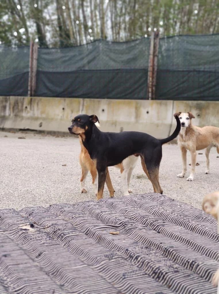 Inês, Mixed Breed for adoption at Quatro Patas e Focinhos