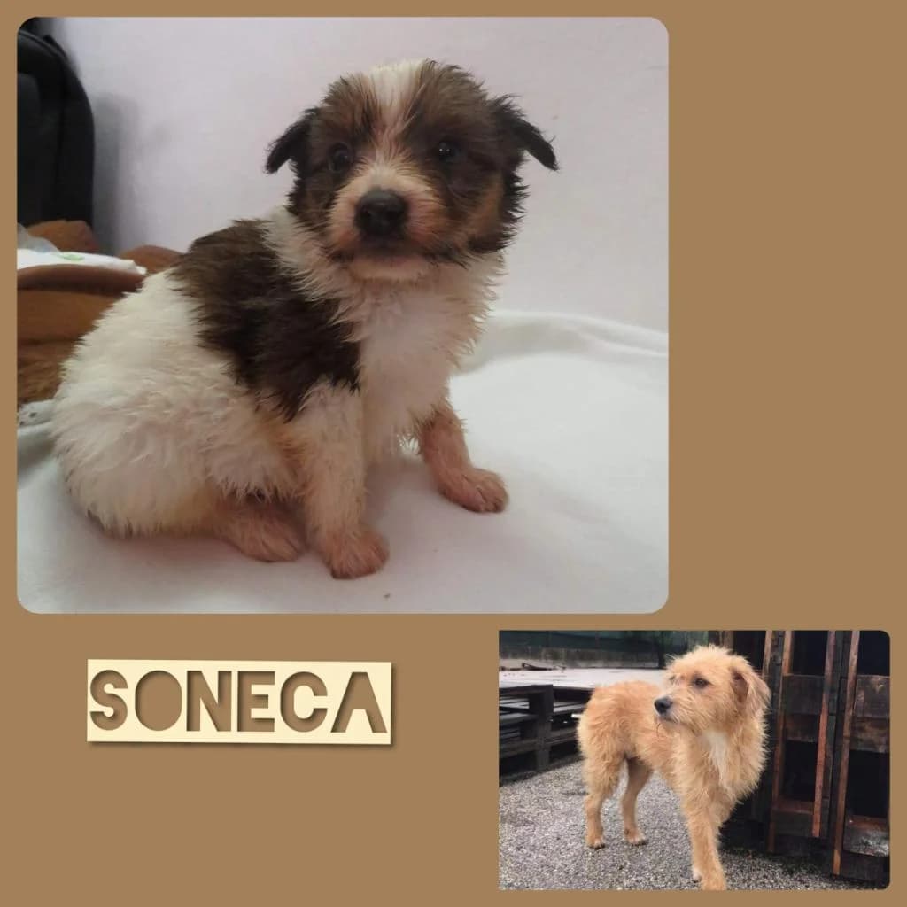 Soneca, male Mixed Breed for adoption at Quatro Patas e Focinhos
