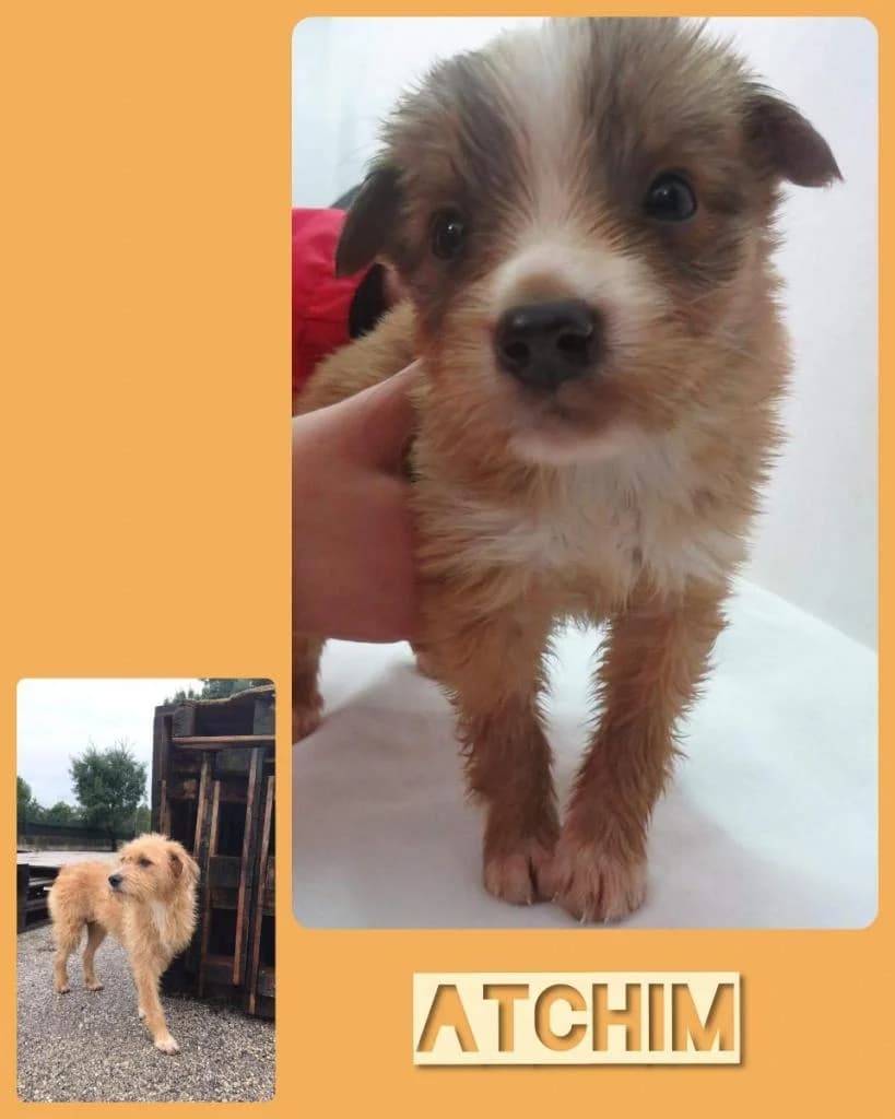 Atchim, male Mixed Breed for adoption at Quatro Patas e Focinhos