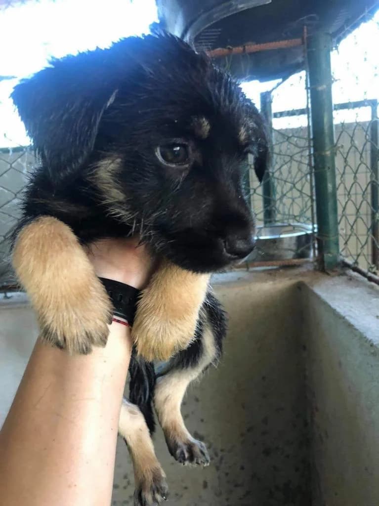 Aires, Mixed Breed for adoption at Quatro Patas e Focinhos