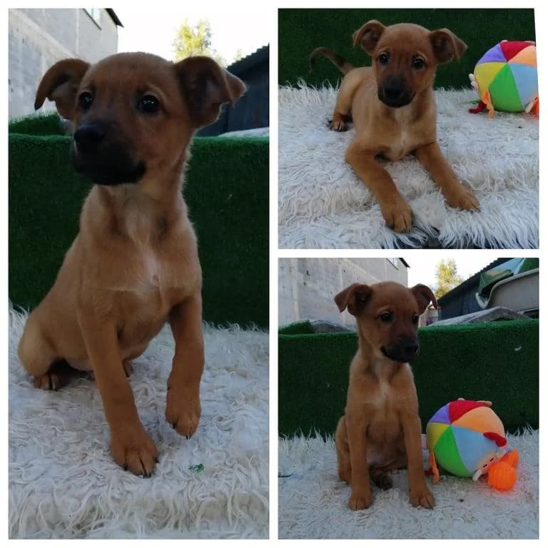 Rafa, male Mixed Breed for adoption at Quatro Patas e Focinhos