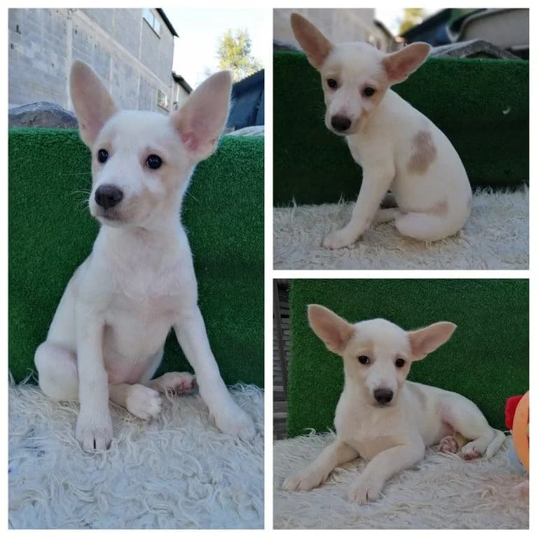 Margarida, female Mixed Breed for adoption at Quatro Patas e Focinhos