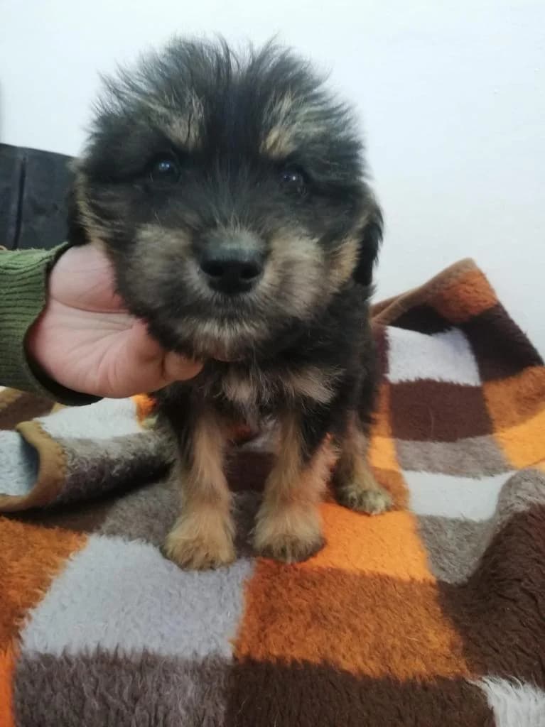 Homem Do Bussaco, Mixed Breed for adoption at Quatro Patas e Focinhos