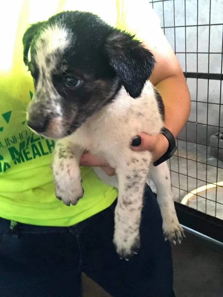 Paulina, Mixed Breed for adoption at Quatro Patas e Focinhos