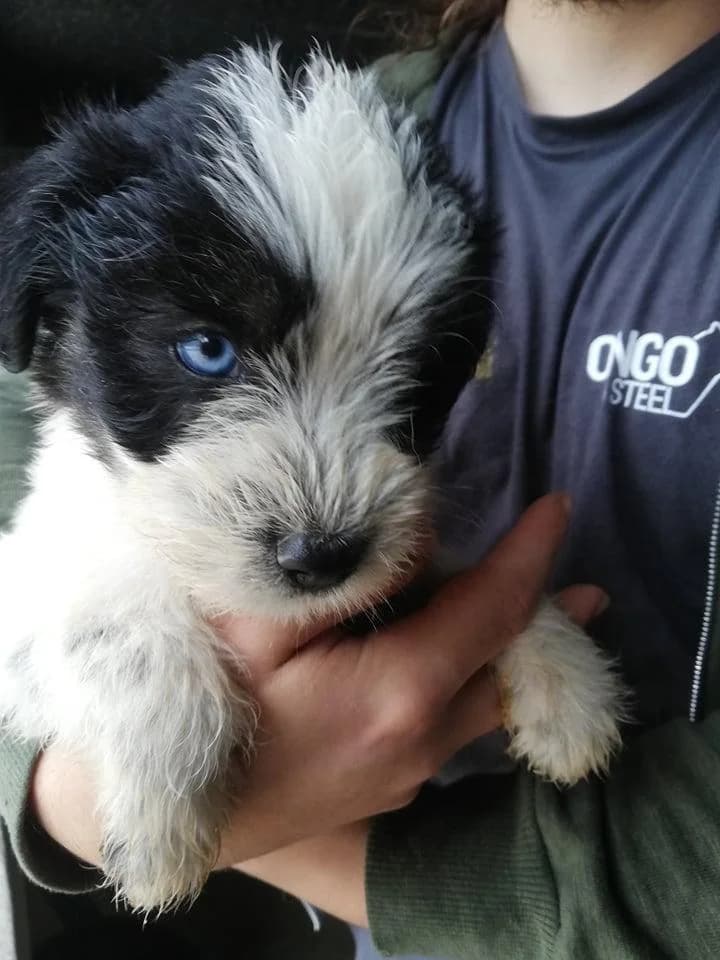 Blue, Mixed Breed for adoption at Quatro Patas e Focinhos