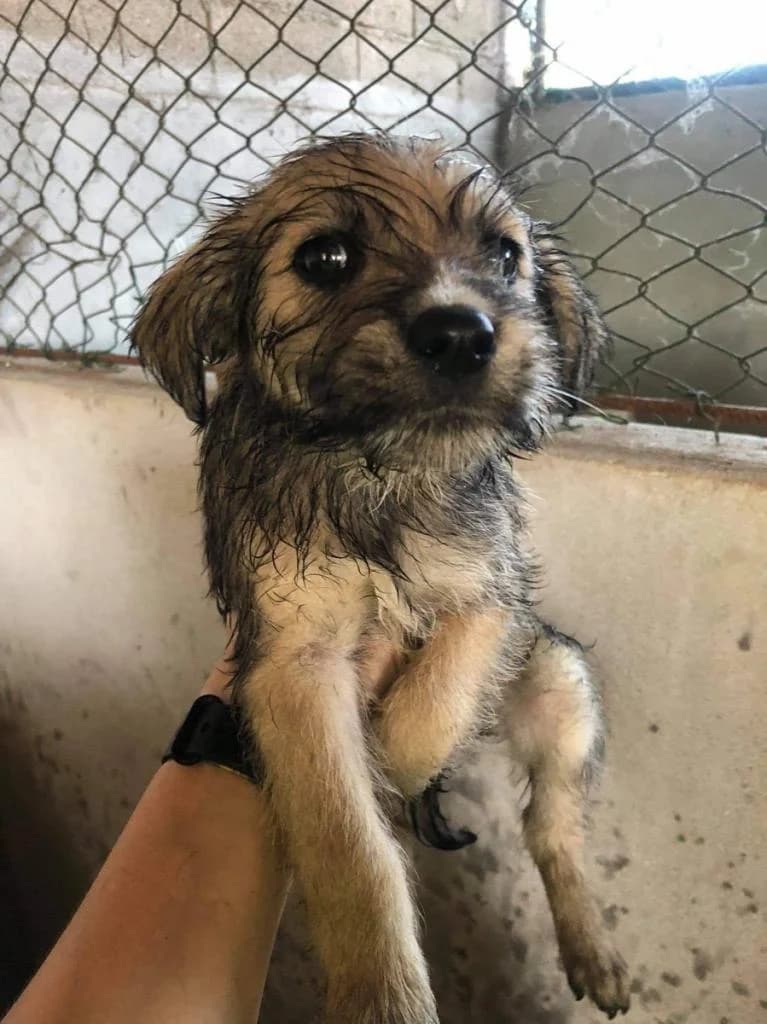 Bruno Aleixo, Mixed Breed for adoption at Quatro Patas e Focinhos