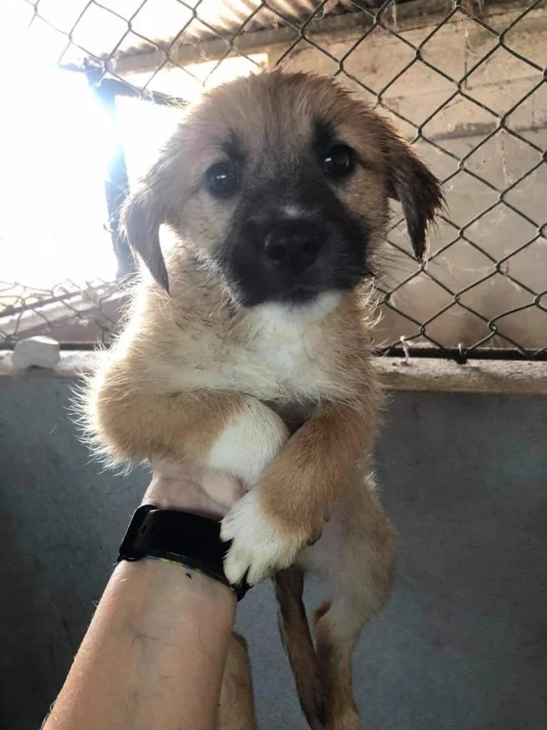 Busto, Mixed Breed for adoption at Quatro Patas e Focinhos