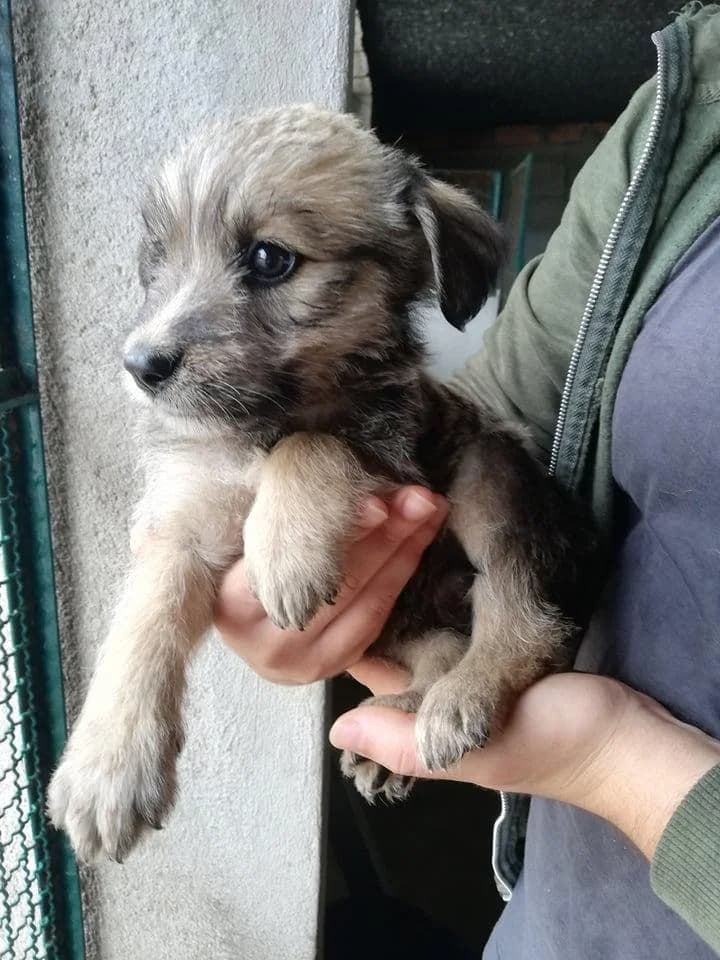 Brown, Mixed Breed for adoption at Quatro Patas e Focinhos