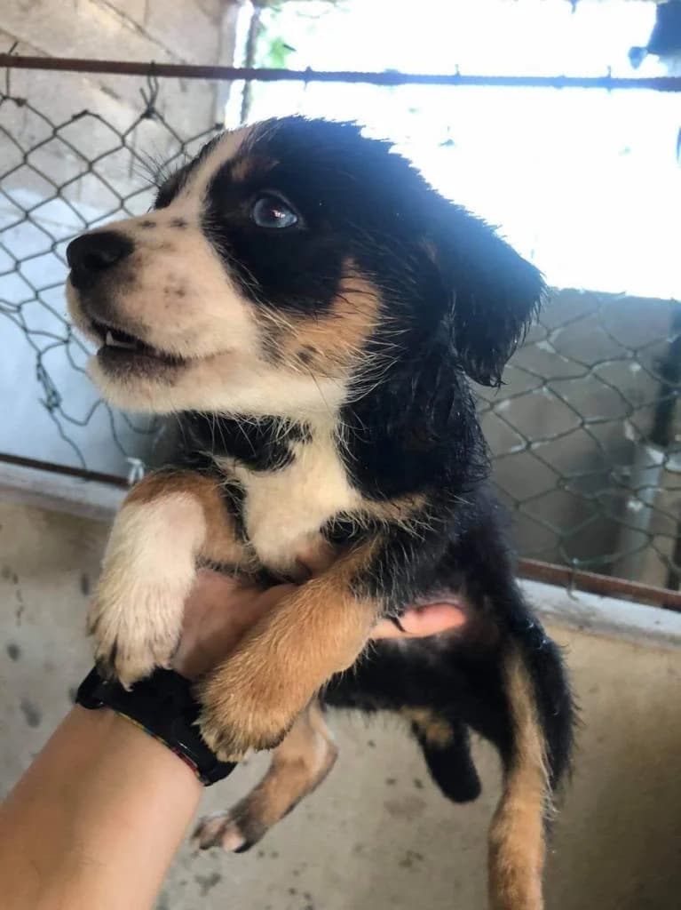 Ribeiro, Mixed Breed for adoption at Quatro Patas e Focinhos