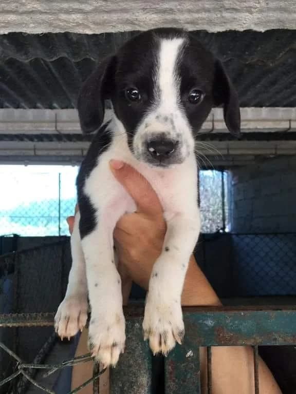 Natália, Mixed Breed for adoption at Quatro Patas e Focinhos