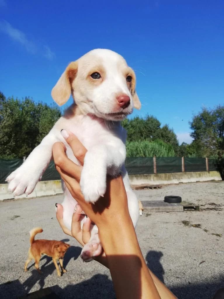 João, Mixed Breed for adoption at Quatro Patas e Focinhos