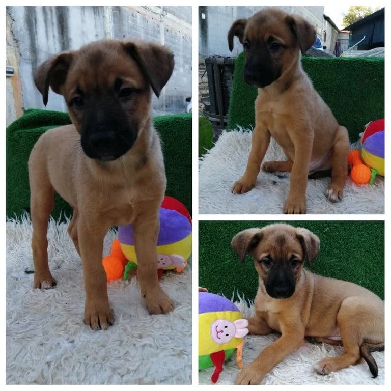 Max, male Mixed Breed for adoption at Quatro Patas e Focinhos
