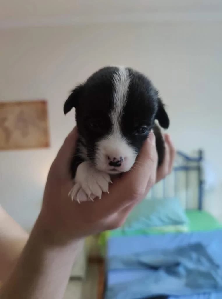 Stripe, Mixed Breed for adoption at Quatro Patas e Focinhos