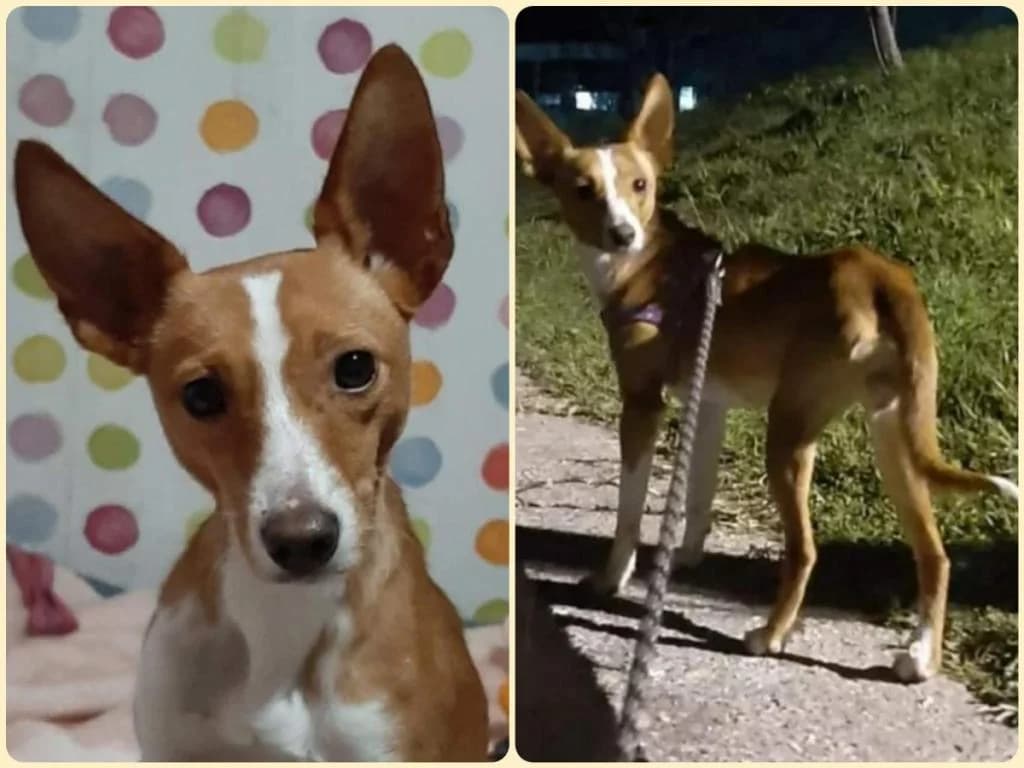 Nini, Mixed Breed for adoption at Quatro Patas e Focinhos