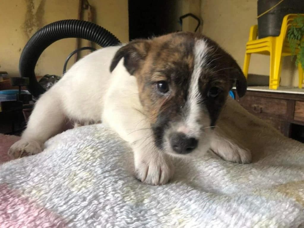 Mimas, puppy Mixed Breed for adoption at Quatro Patas e Focinhos