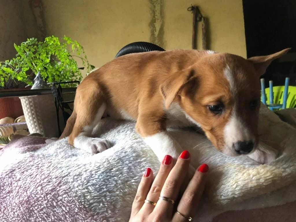 Mocas, puppy Mixed Breed for adoption at Quatro Patas e Focinhos