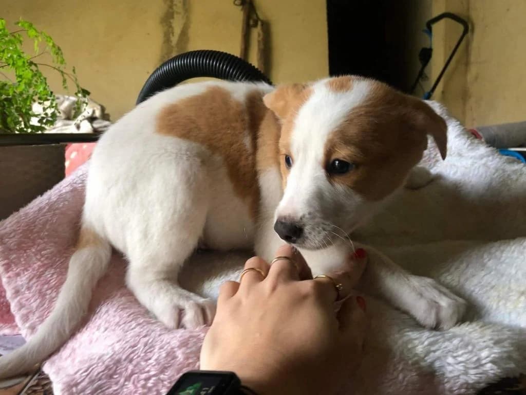 Lucas, puppy Mixed Breed for adoption at Quatro Patas e Focinhos