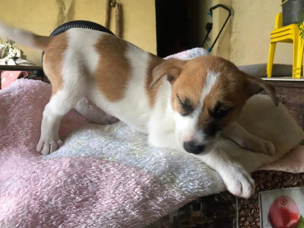 Pilas, puppy Mixed Breed for adoption at Quatro Patas e Focinhos