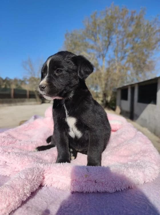 Riscas, Mixed Breed for adoption at Quatro Patas e Focinhos