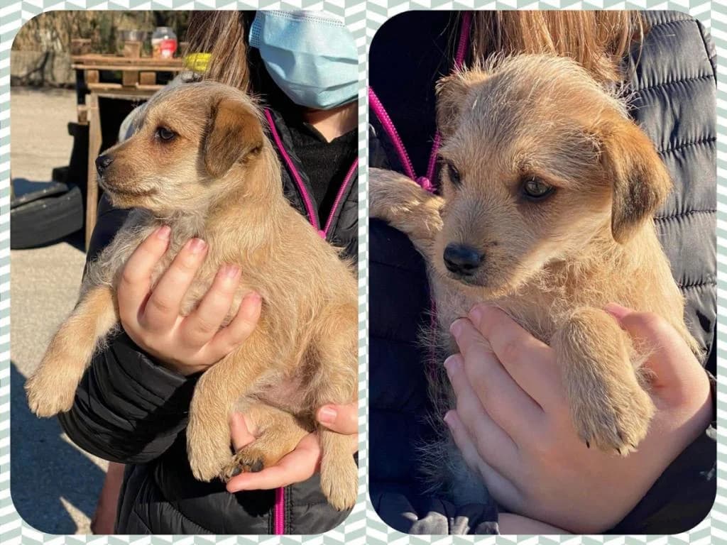 Juca, puppy Mixed Breed for adoption at Quatro Patas e Focinhos