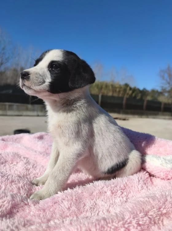Pingo, Mixed Breed for adoption at Quatro Patas e Focinhos
