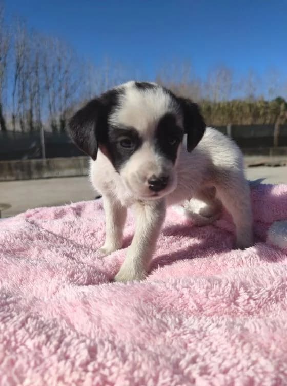 Riscas, Mixed Breed for adoption at Quatro Patas e Focinhos