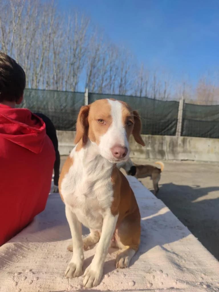 Estrela, Mixed Breed for adoption at Quatro Patas e Focinhos