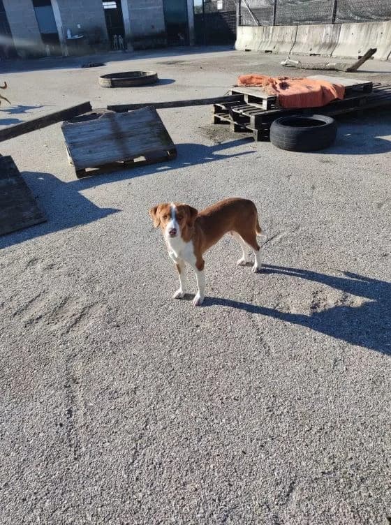 Joaninha, Mixed Breed for adoption at Quatro Patas e Focinhos