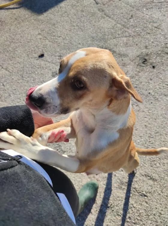 Avelã, Mixed Breed for adoption at Quatro Patas e Focinhos