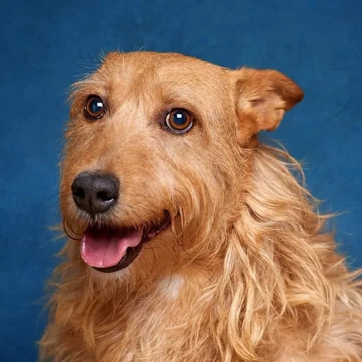 Bocas, Mixed Breed for adoption at Quatro Patas e Focinhos