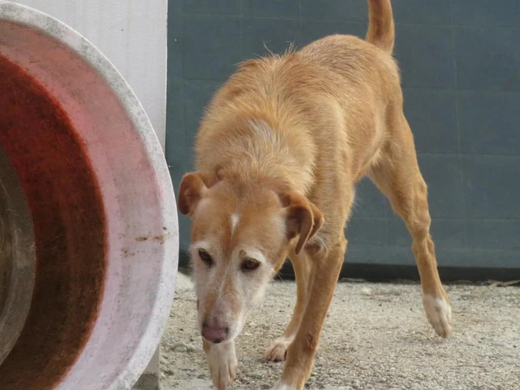 Snoopy, male Mixed Breed for adoption at Quatro Patas e Focinhos