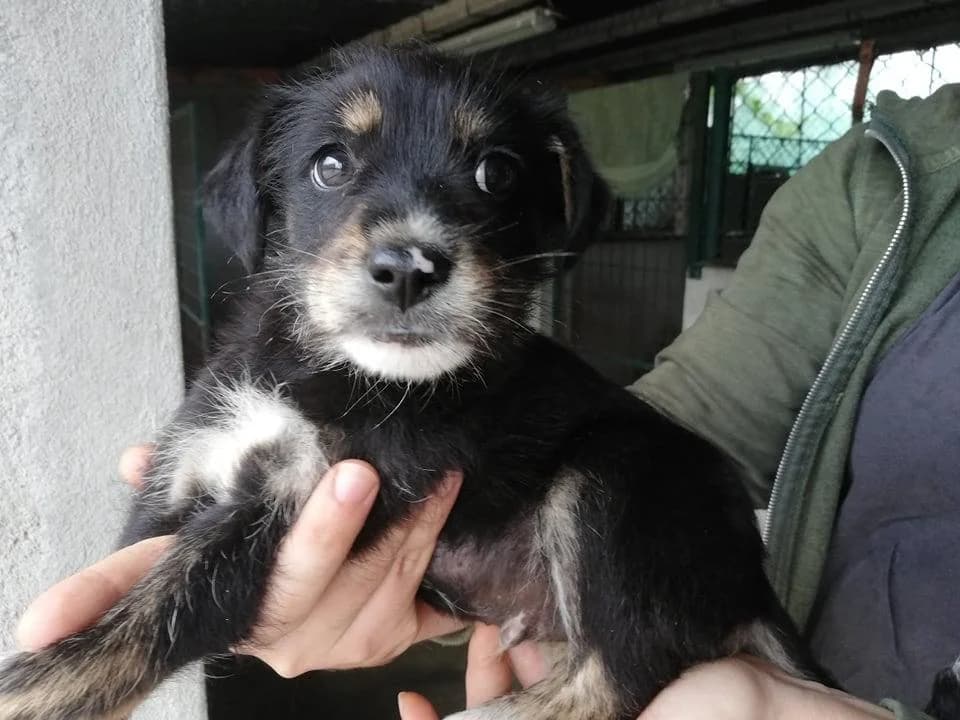 Red, Mixed Breed for adoption at Quatro Patas e Focinhos