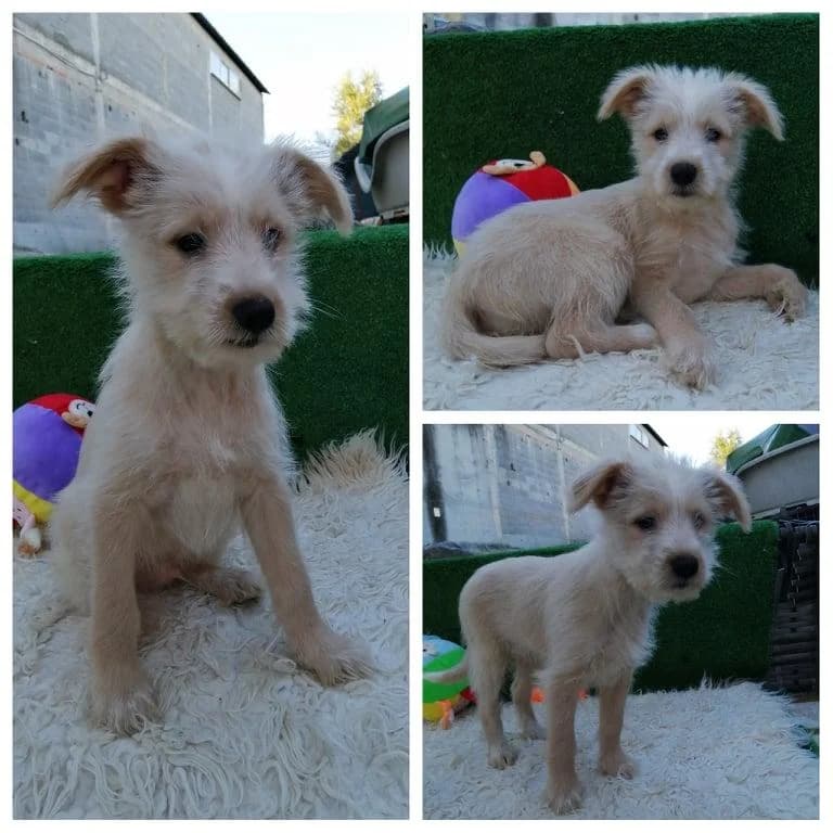 Zequinha, male Mixed Breed for adoption at Quatro Patas e Focinhos