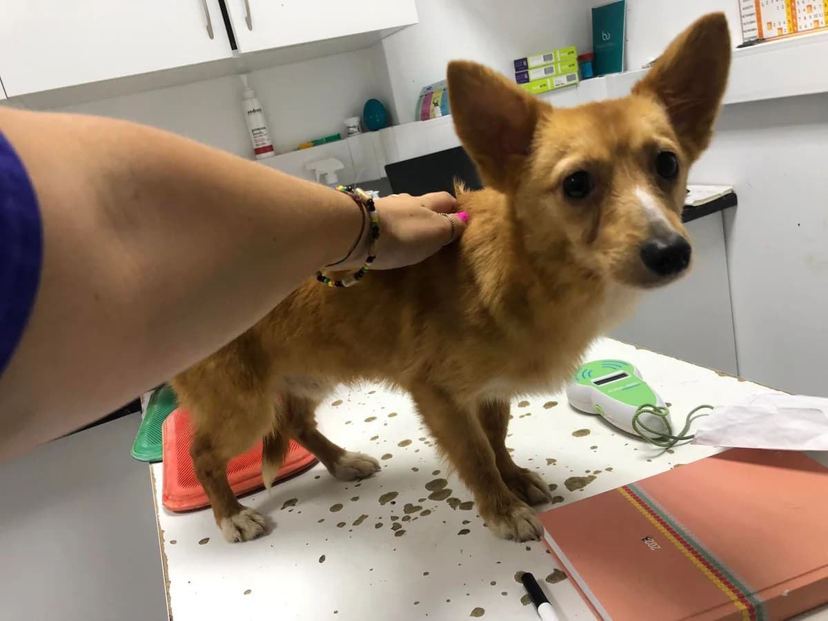 Pinóquio, male Mixed Breed for adoption at Quatro Patas e Focinhos