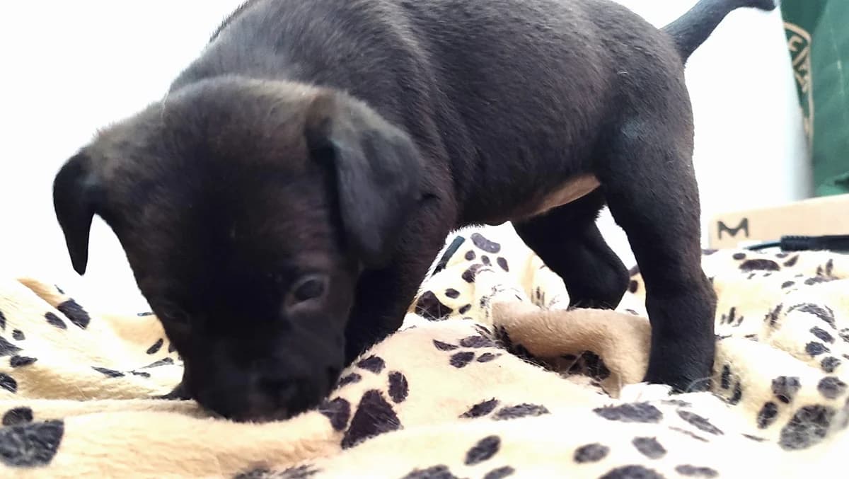 Dinah, female Mixed Breed for adoption at Quatro Patas e Focinhos