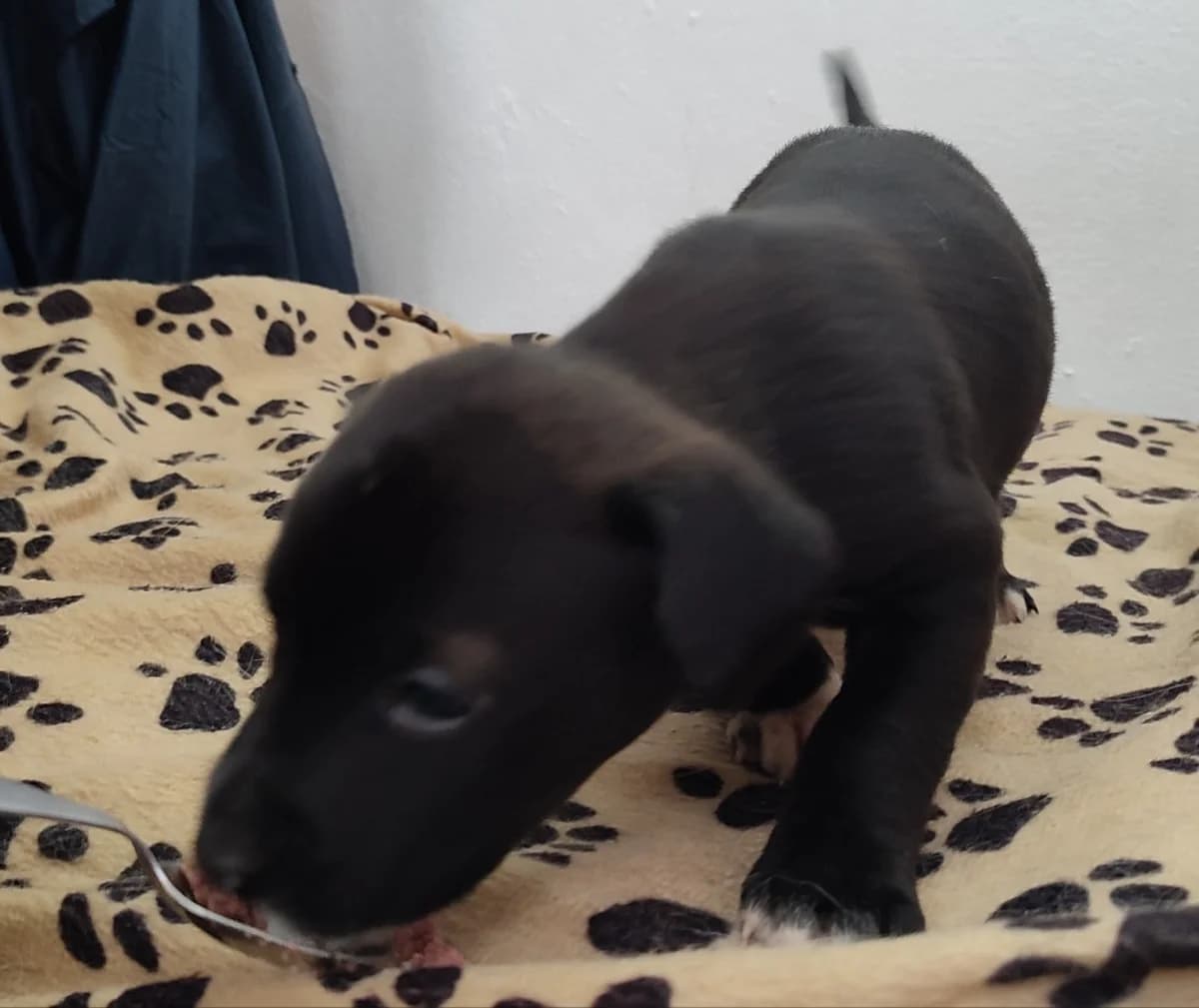 Lady, female Mixed Breed for adoption at Quatro Patas e Focinhos