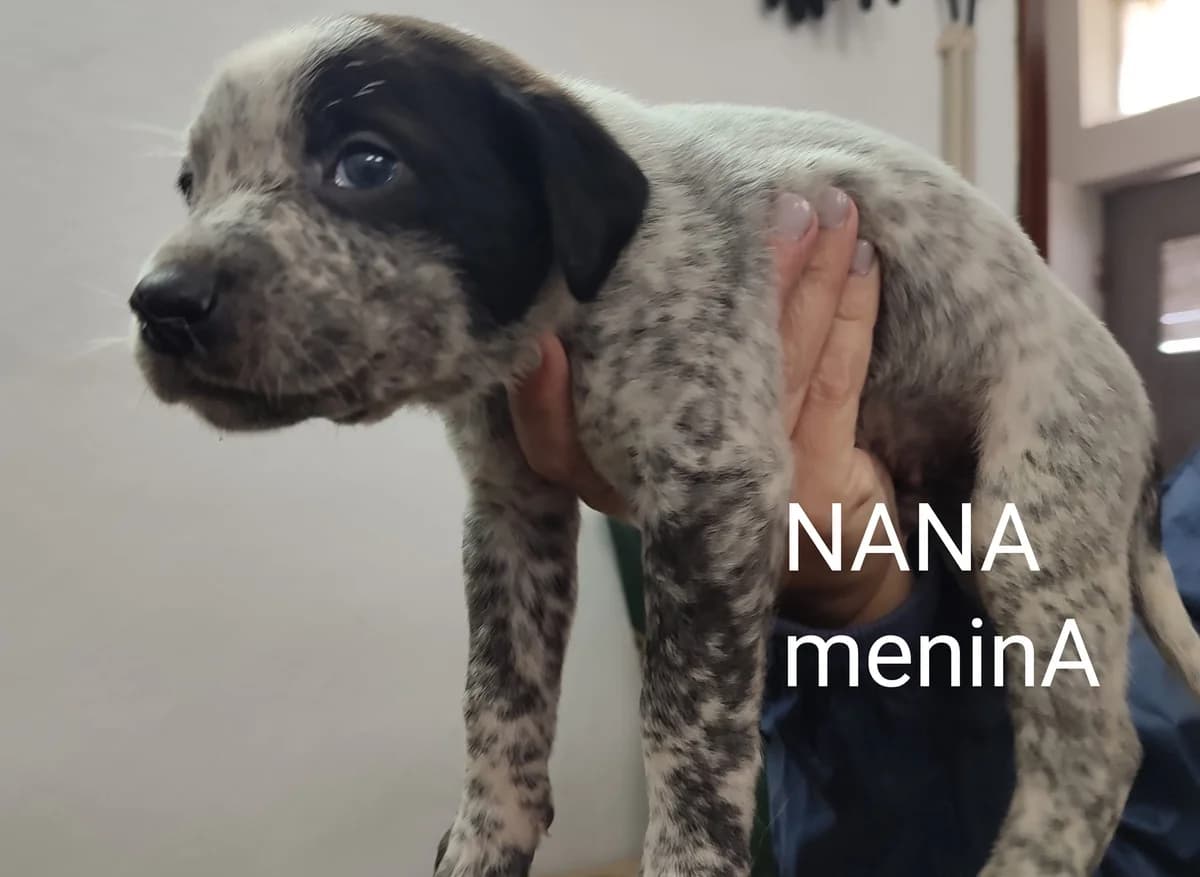 Nana, Mixed Breed for adoption at Quatro Patas e Focinhos