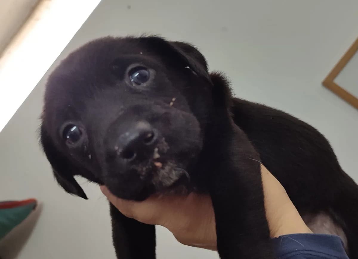 Percy, male Mixed Breed for adoption at Quatro Patas e Focinhos