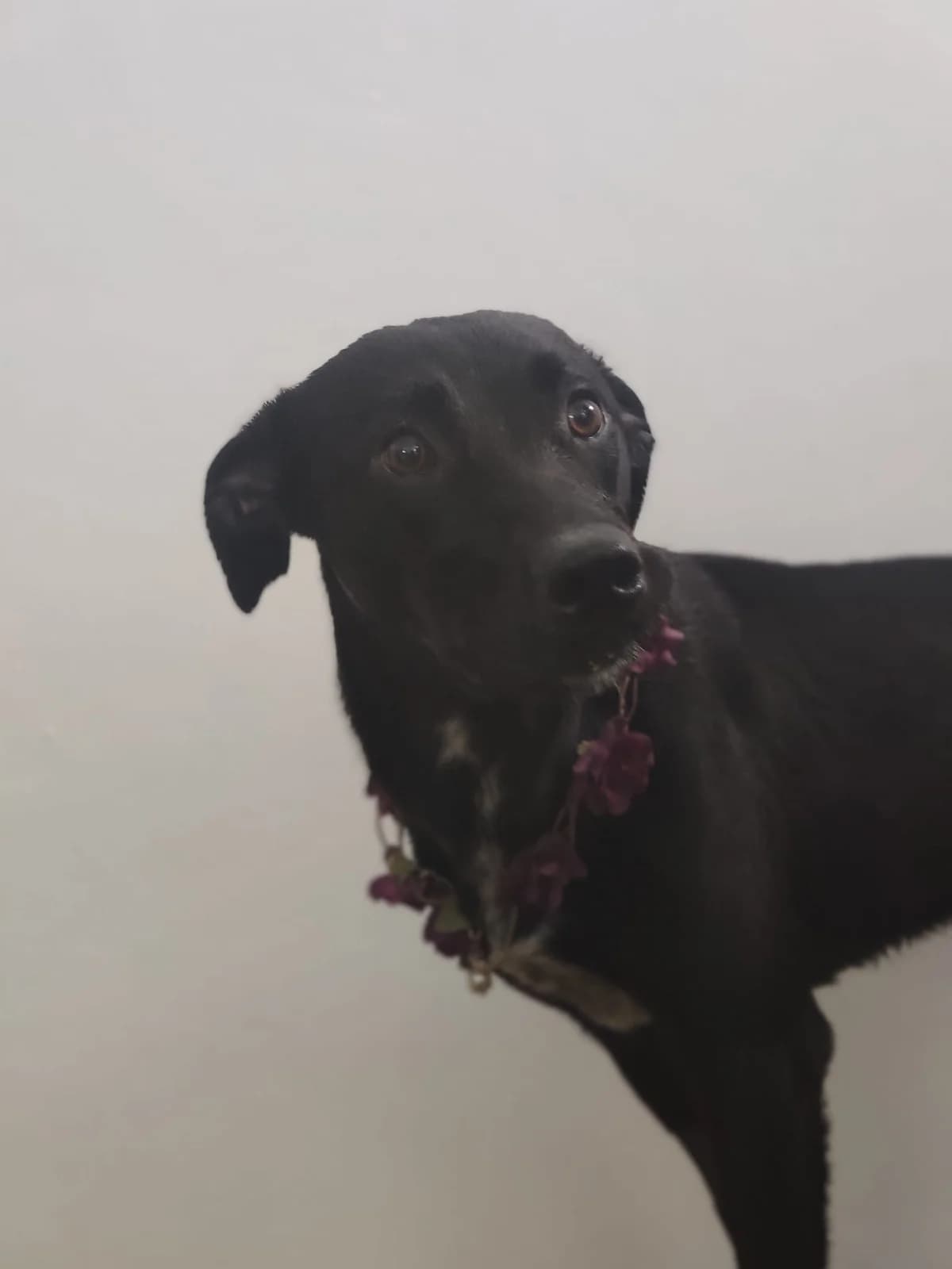 Perdita, female puppy Mixed Breed for adoption at Quatro Patas e Focinhos