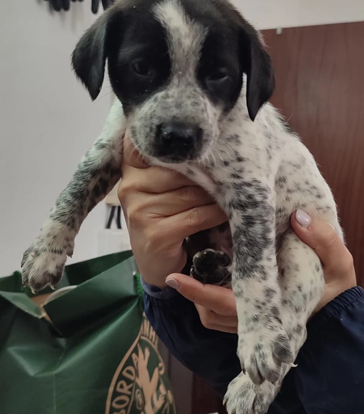Patch, male Mixed Breed for adoption at Quatro Patas e Focinhos