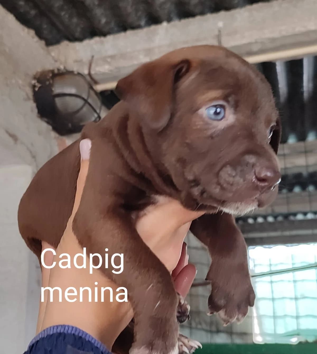 Cadpig, male Mixed Breed for adoption at Quatro Patas e Focinhos