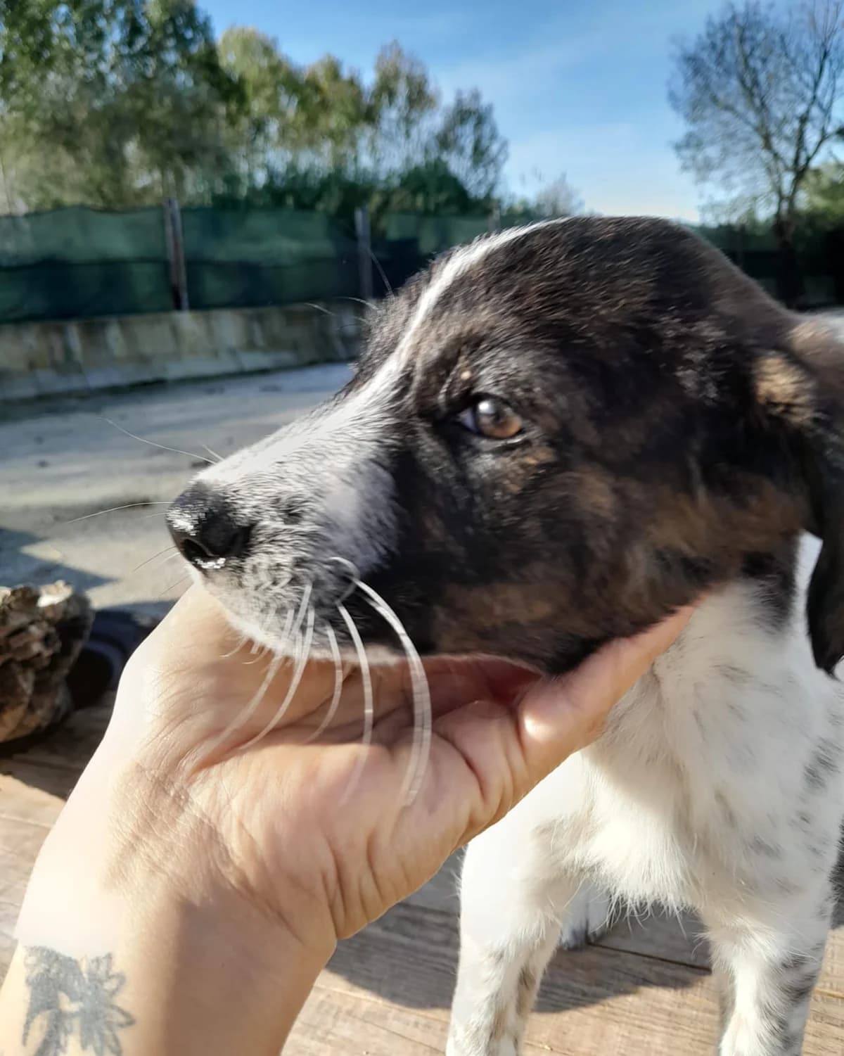 Lily, female puppy Mixed Breed for adoption at Quatro Patas e Focinhos