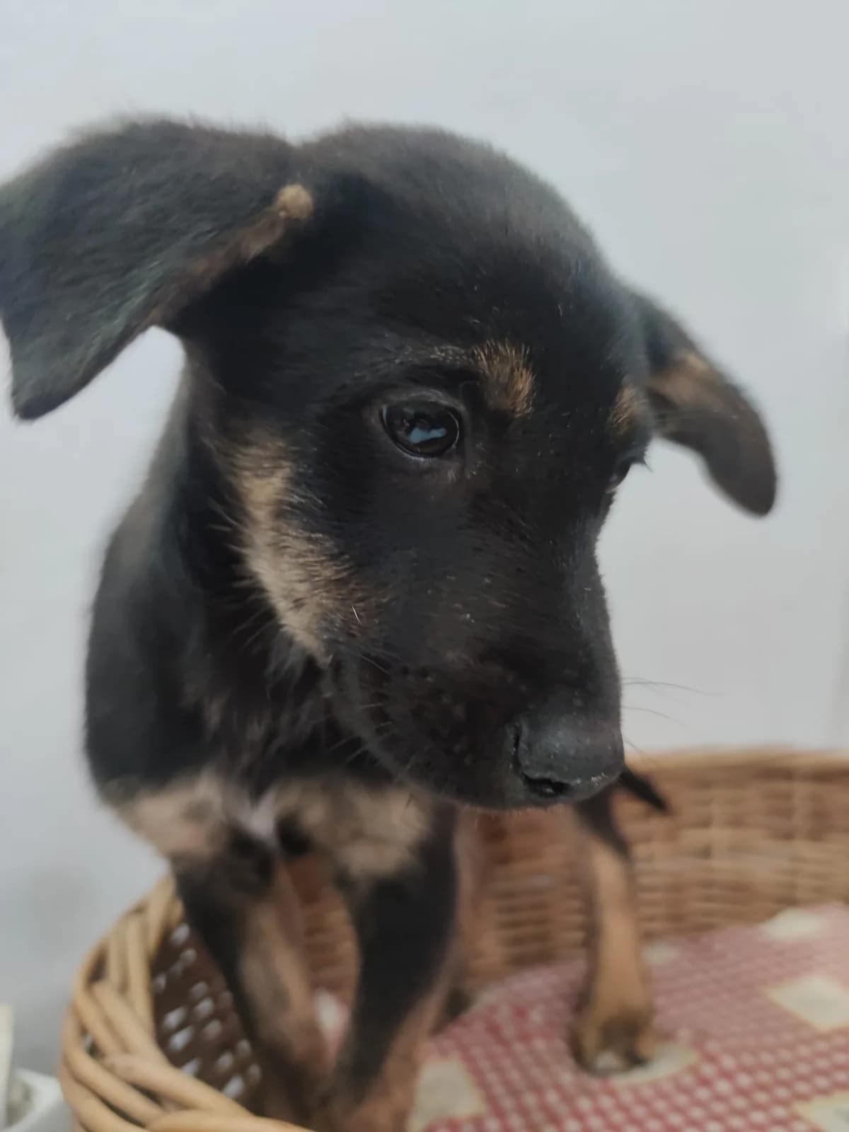 Chocolate, Mixed Breed for adoption at Quatro Patas e Focinhos